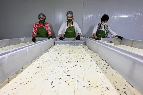 “Hijyenik ortamda çalışan peynir ustaları, otlu peynir üretim sürecinde doğal otlarla karıştırılmış peynirleri kesim tezgâhında hazırlıyor.”